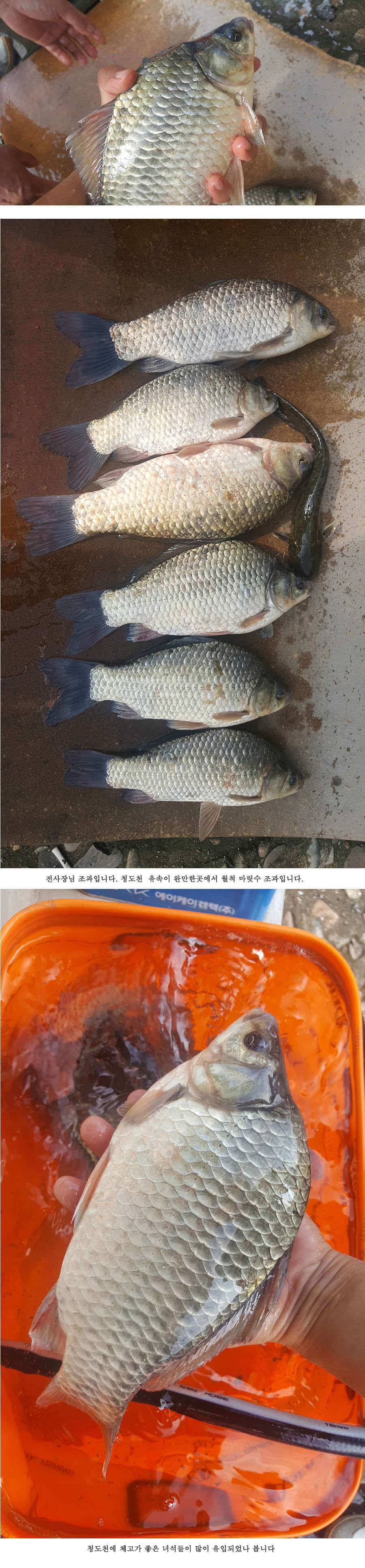 청도권 가뭄 끝 오름수위 (조황조행기 - 특파원조황)