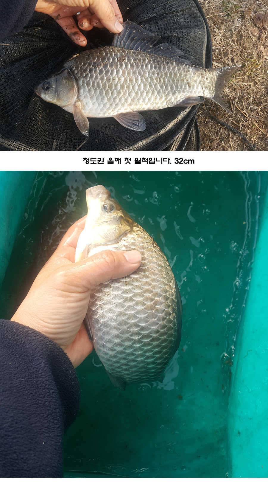 2017년 청도권 첫월척 조황 (조황조행기 - 특파원조황)