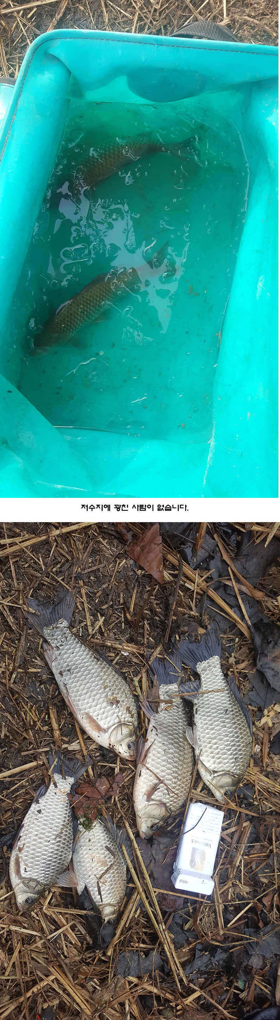 2017년 청도권 첫월척 조황 (조황조행기 - 특파원조황)