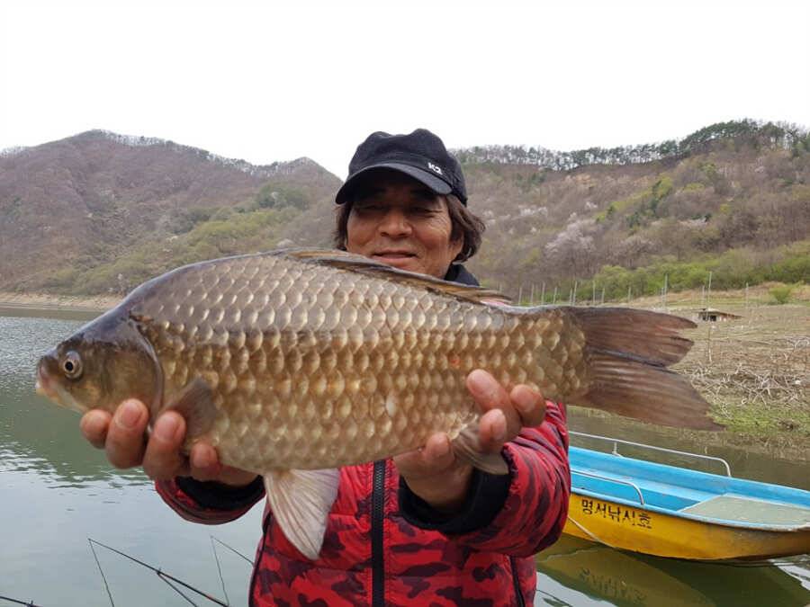명서낚시터 43cm 대물붕어로 시즌 스타트 (조황조행기 - 특파원조황)