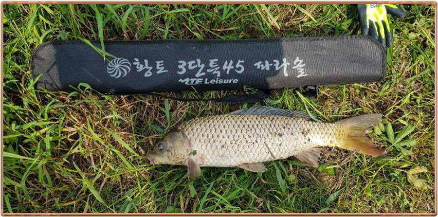 진위천 조황 소식 (조황조행기 - 특파원조황)