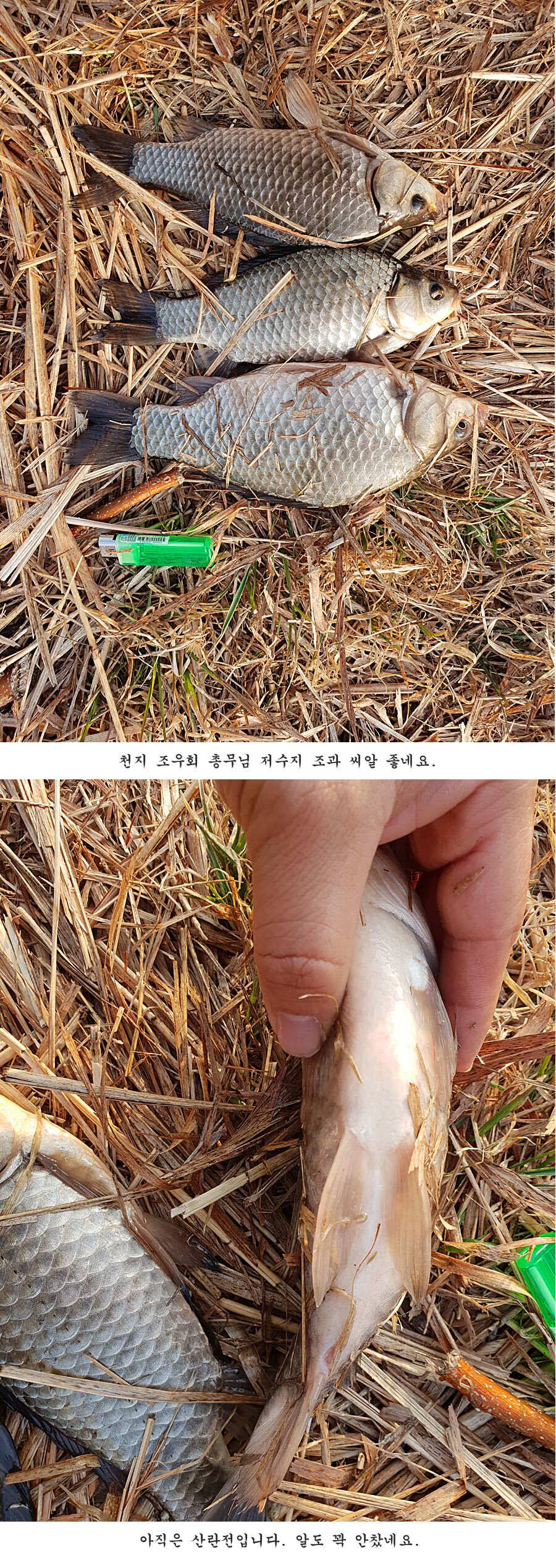 청도권 벌써 40 422 462cm들이 (조황조행기 - 특파원조황)