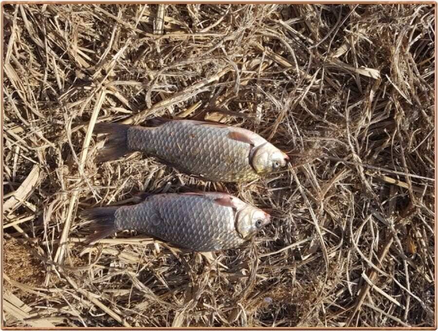 진위천 조황 소식 (조황조행기 - 특파원조황)