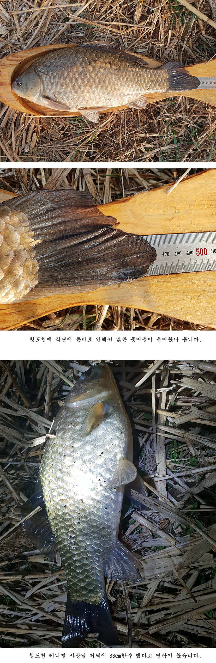 청도권 벌써 40 422 462cm들이 (조황조행기 - 특파원조황)