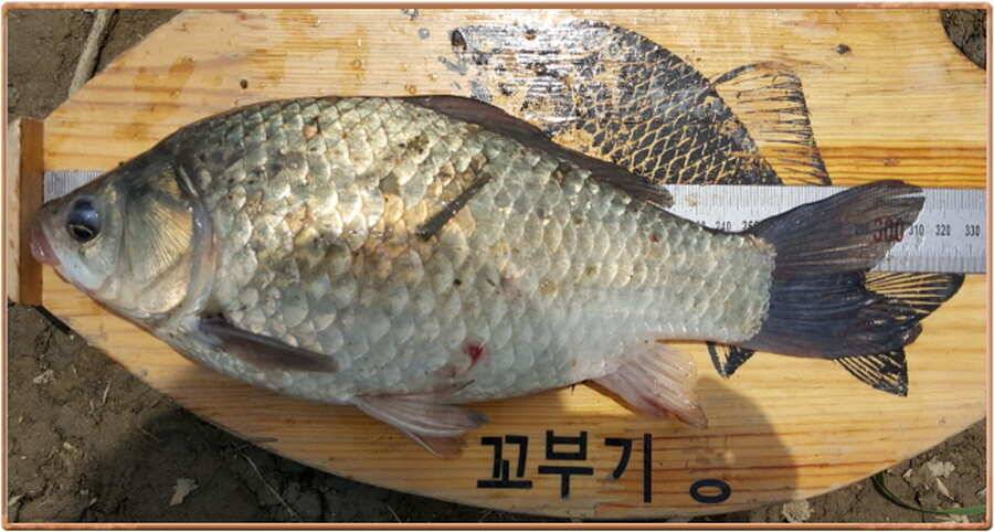 진위천 조황 소식 (조황조행기 - 특파원조황)