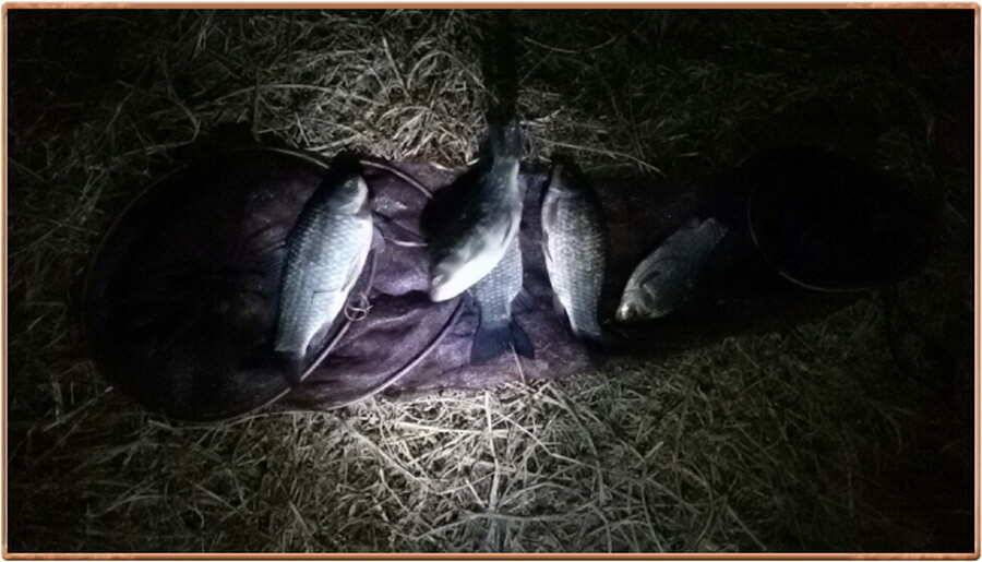 진위천 조황 소식 (조황조행기 - 특파원조황)