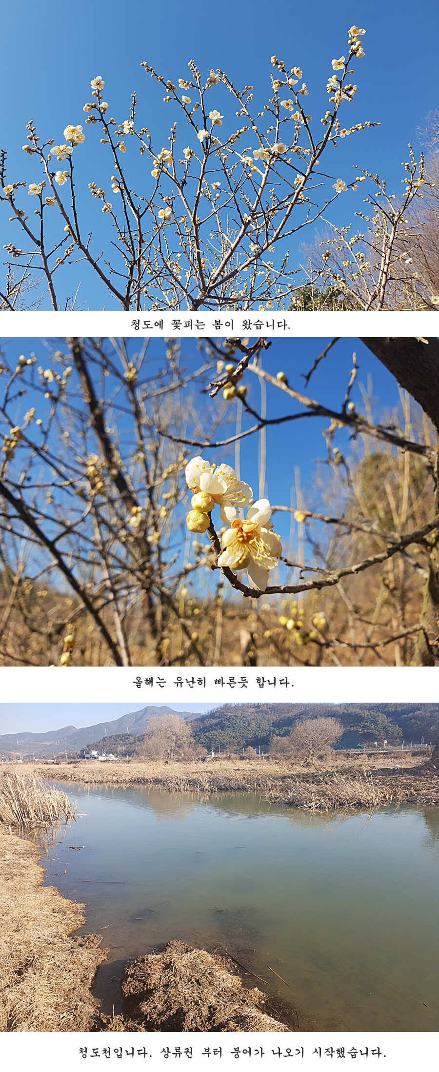 청도권 벌써 40 422 462cm들이 (조황조행기 - 특파원조황)