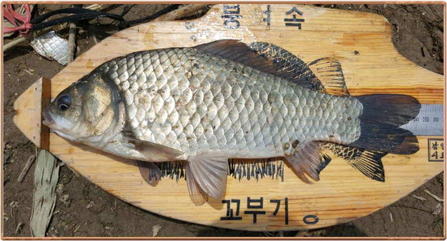 진위천 조황 소식 (조황조행기 - 특파원조황)