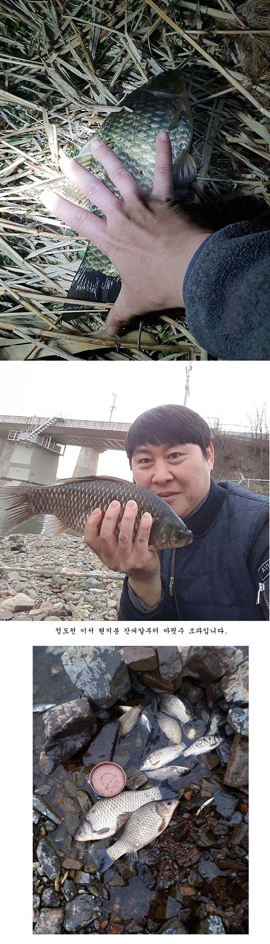 청도권 벌써 40 422 462cm들이 (조황조행기 - 특파원조황)