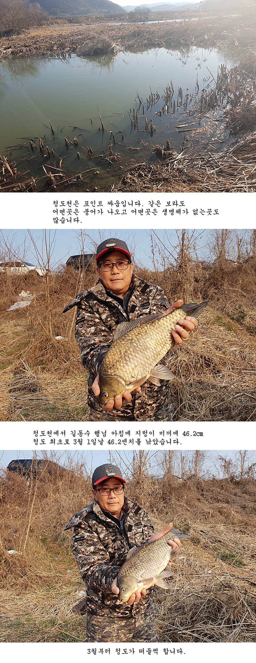 청도권 벌써 40 422 462cm들이 (조황조행기 - 특파원조황)