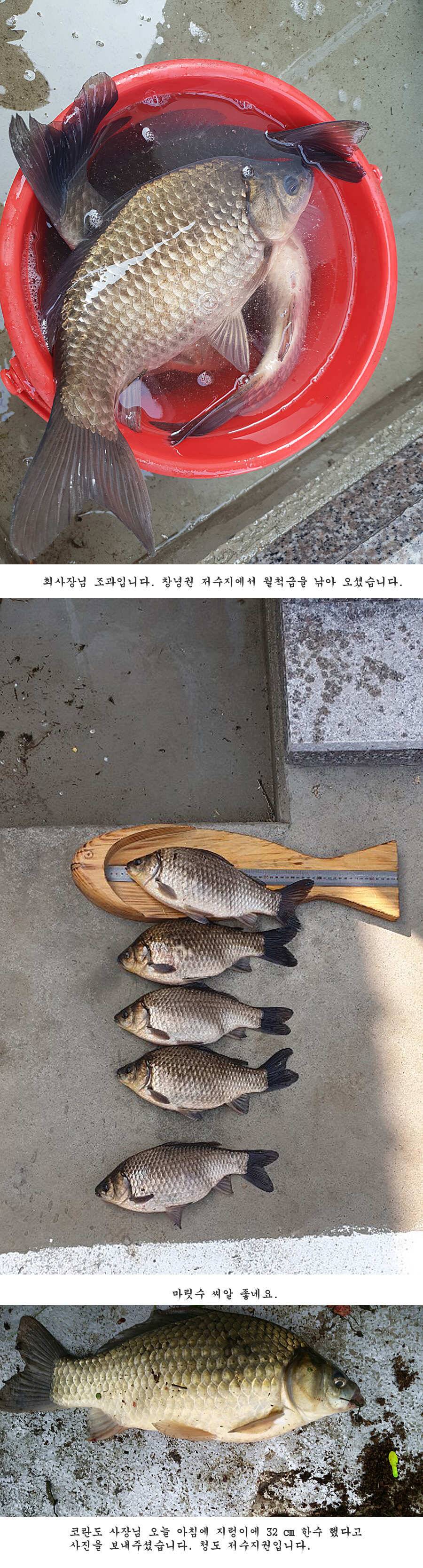 청도권 벌써 40 422 462cm들이 (조황조행기 - 특파원조황)