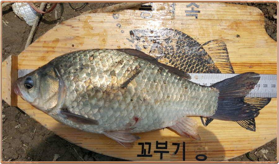 진위천 조황 소식 (조황조행기 - 특파원조황)