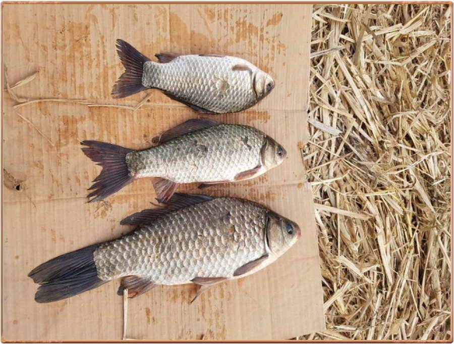 진위천 조황 소식 (조황조행기 - 특파원조황)