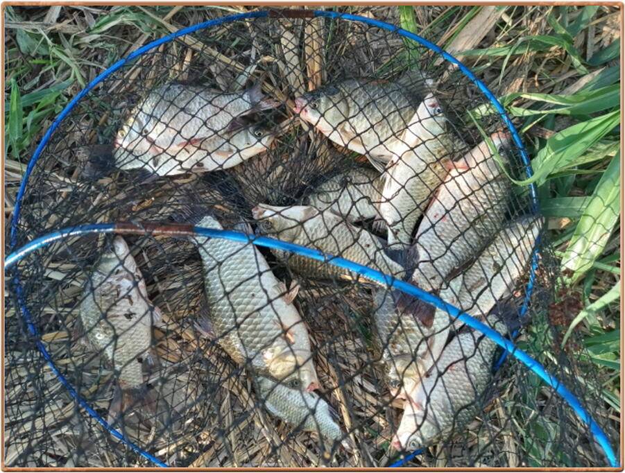 진위천 조황 소식 (조황조행기 - 특파원조황)