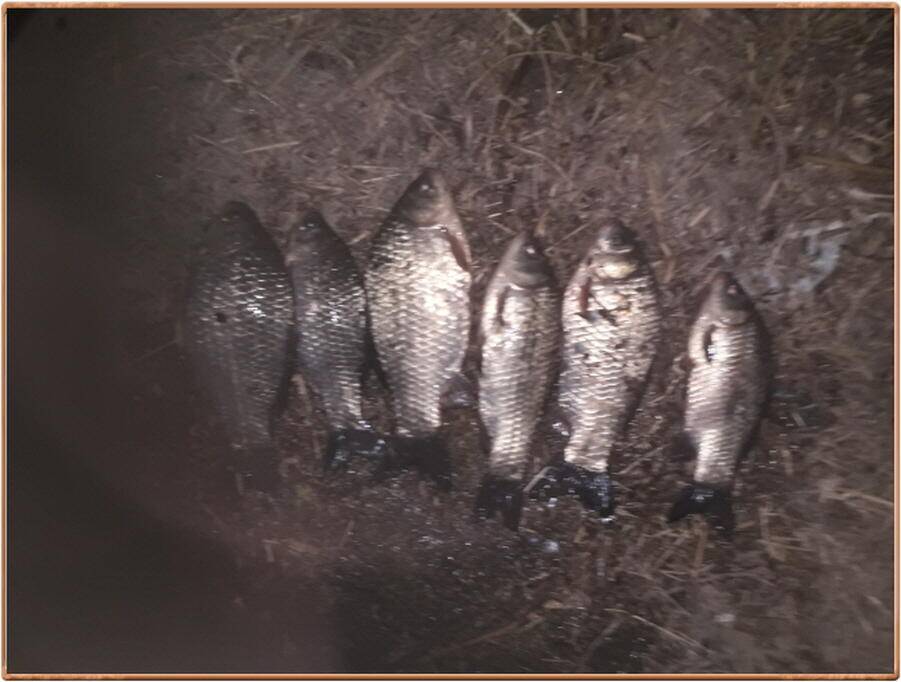 진위천 조황 소식 (조황조행기 - 특파원조황)