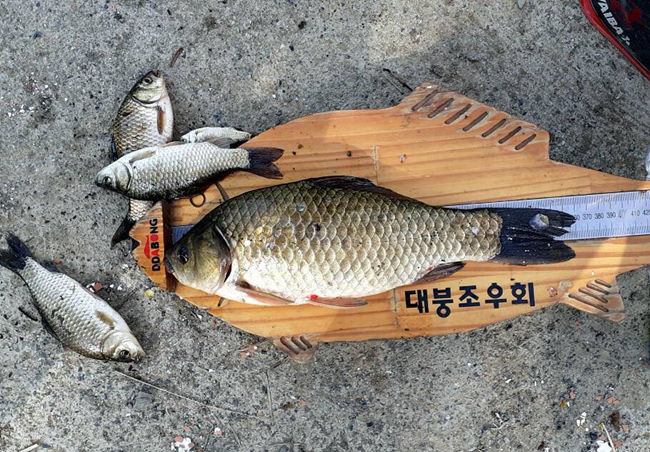경산청도권 저수지 모습산란과 안정이 혼재한듯 (조황조행기 - 특파원조황)