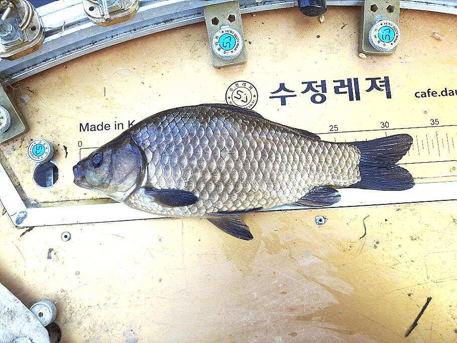 봄꽃향기그윽한 3월 마지막주 조황안내 (조황조행기 - 특파원조황)