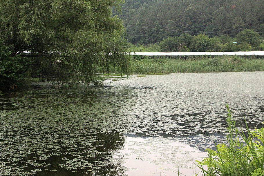 7월첫장마비 후 저수지 상황 (조황조행기 - 특파원조황)