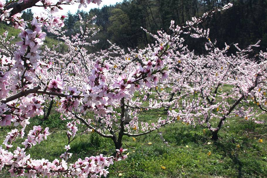 4월의 부푼마음으로 산란철 조황안내 (조황조행기 - 특파원조황)