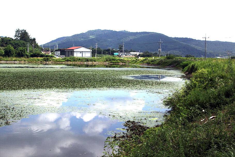 무더운 7월말의 조황안내 입니다 (조황조행기 - 특파원조황)