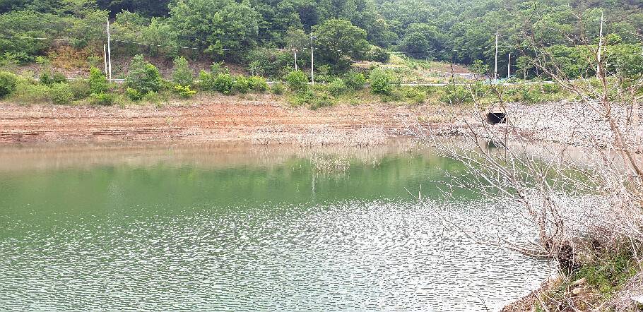 유월의 경산권 저수지 모습 (조황조행기 - 특파원조황)