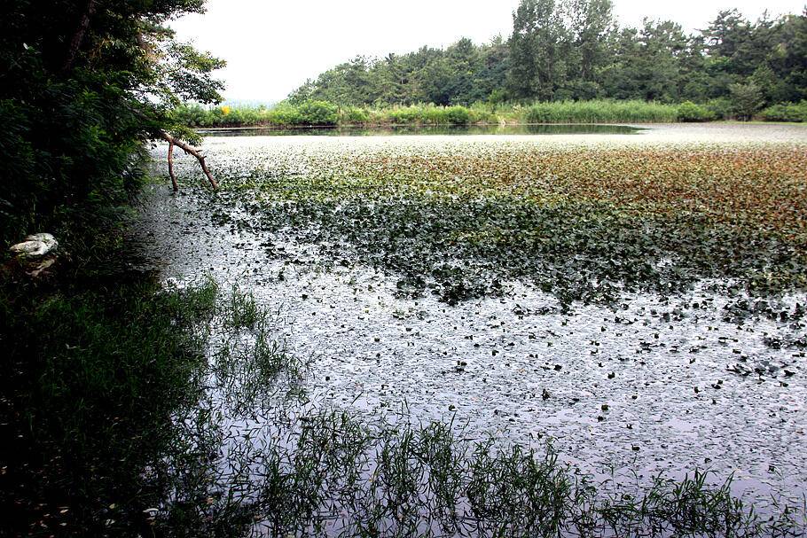 아직도 장마저수지 분위기 전합니다 (조황조행기 - 특파원조황)