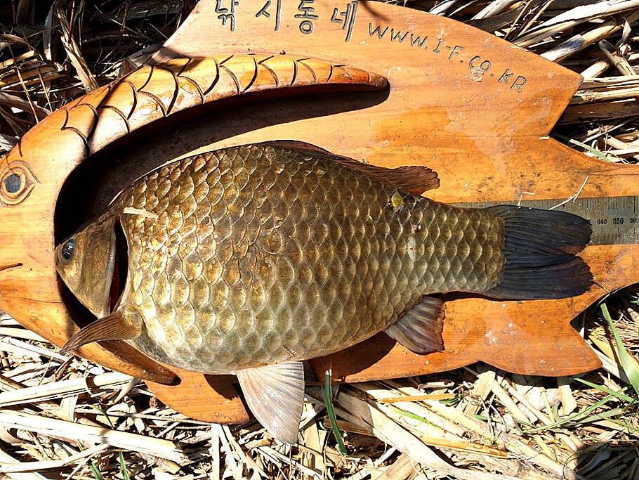 산란기온화한 4월을 기다리며 (조황조행기 - 특파원조황)