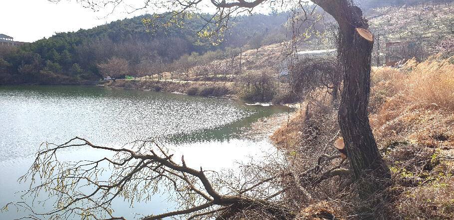 붕어의 계절에 드리는 조황안내 입니다 (조황조행기 - 특파원조황)