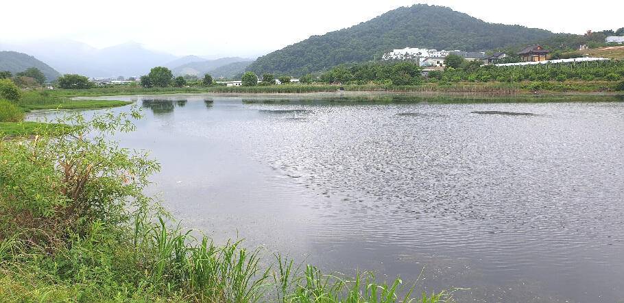 유월의 경산권 저수지 모습 (조황조행기 - 특파원조황)