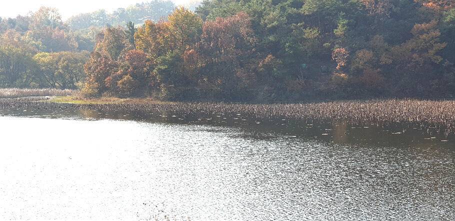 만추화려한 계절의 조황안내 입니다 (조황조행기 - 특파원조황)
