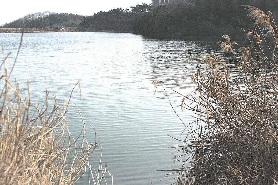 경칩봄붕어 소식이 코로나19를 날려 버리길 (조황조행기 - 특파원조황)