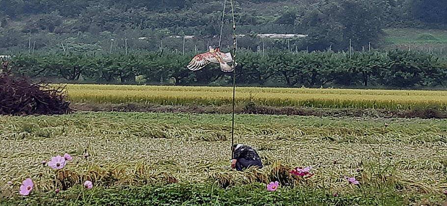 가을 불청객 미탁이 지나고난 현향 입니다 (조황조행기 - 특파원조황)