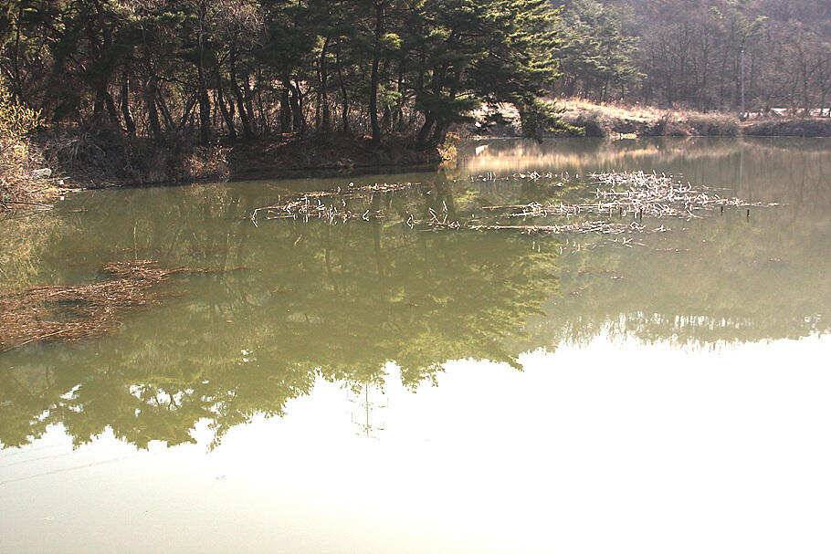 춘분시즌을 맞는 봄붕어 소식 입니다 (조황조행기 - 특파원조황)