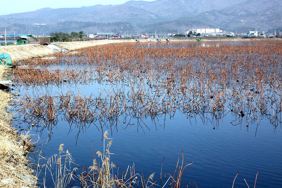 대구경산권 조황안내산란철 도래 (조황조행기 - 특파원조황)