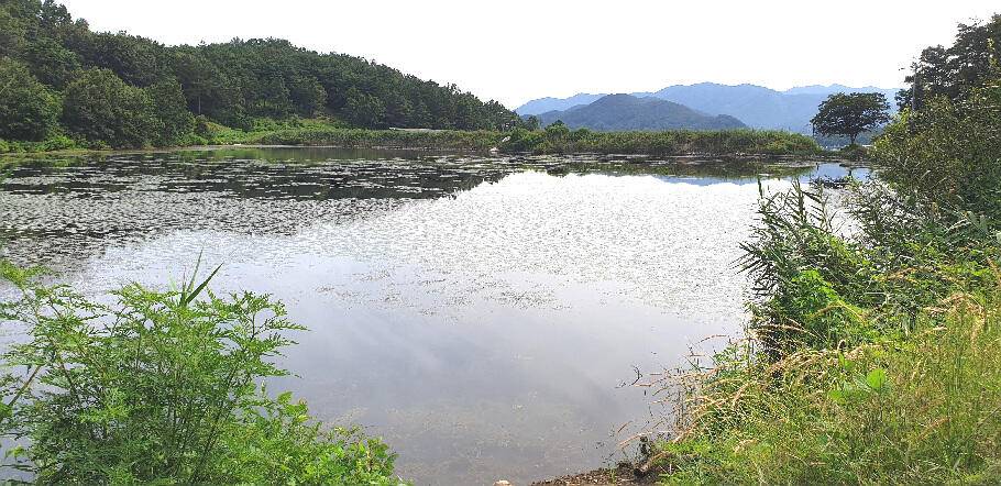 8월초폭염 경보속 저수지 상황 (조황조행기 - 특파원조황)