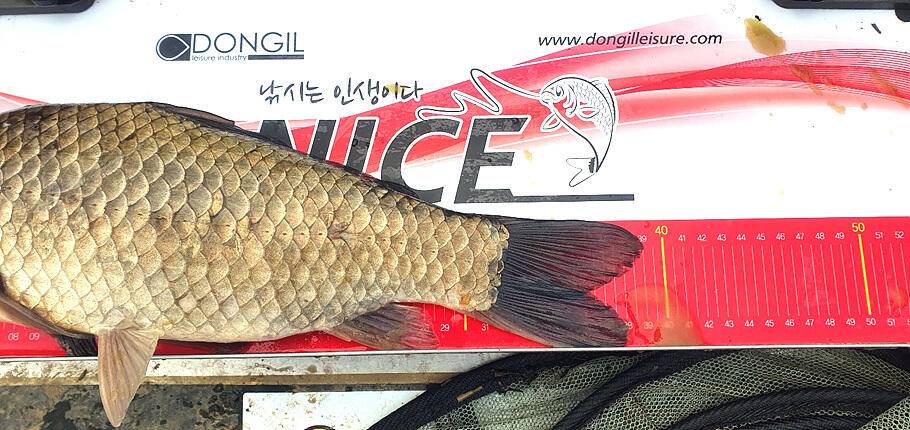 경산청도권 저수지 모습산란과 안정이 혼재한듯 (조황조행기 - 특파원조황)