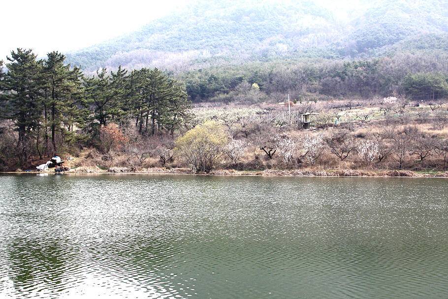 3월 마지막주봄을품은 저수지 안내 (조황조행기 - 특파원조황)