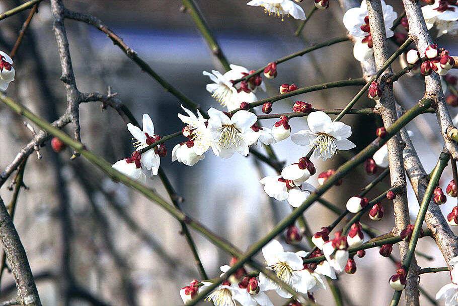 경칩봄붕어 소식이 코로나19를 날려 버리길 (조황조행기 - 특파원조황)