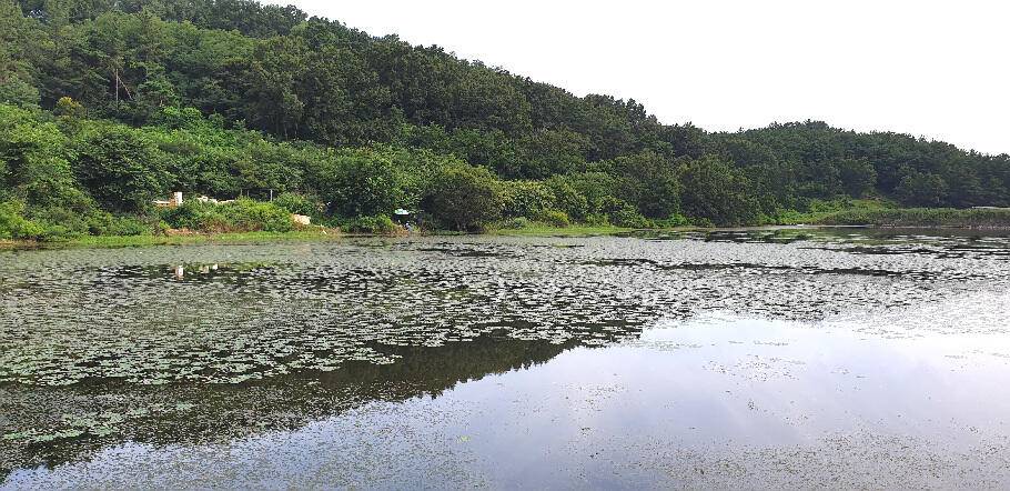 8월초폭염 경보속 저수지 상황 (조황조행기 - 특파원조황)