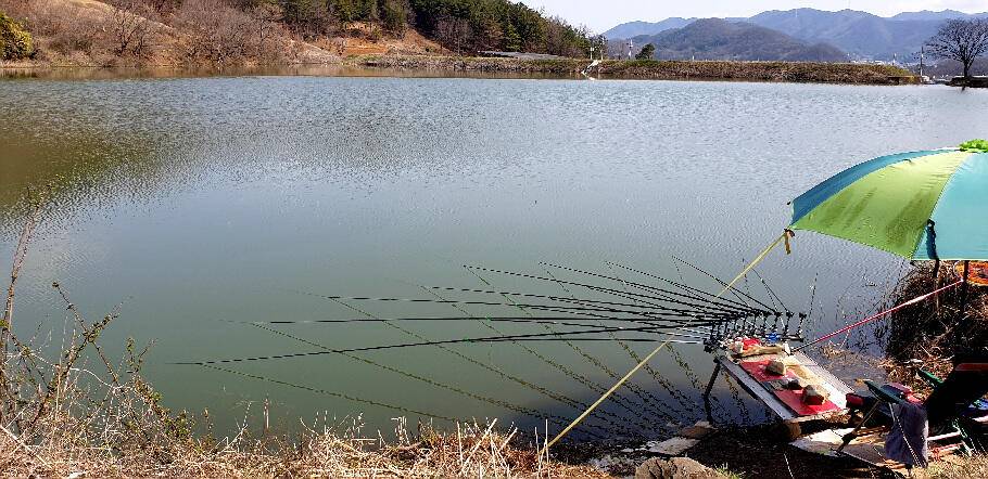 붕어의 계절에 드리는 조황안내 입니다 (조황조행기 - 특파원조황)