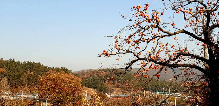 만추화려한 계절의 조황안내 입니다 (조황조행기 - 특파원조황)