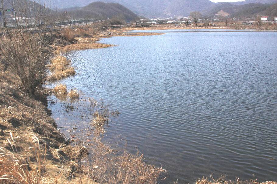 기다리던 봄어느듯 산란철 (조황조행기 - 특파원조황)