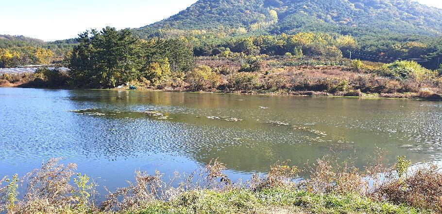 가을색 짙은 10월말의 조황안내 입니다 (조황조행기 - 특파원조황)