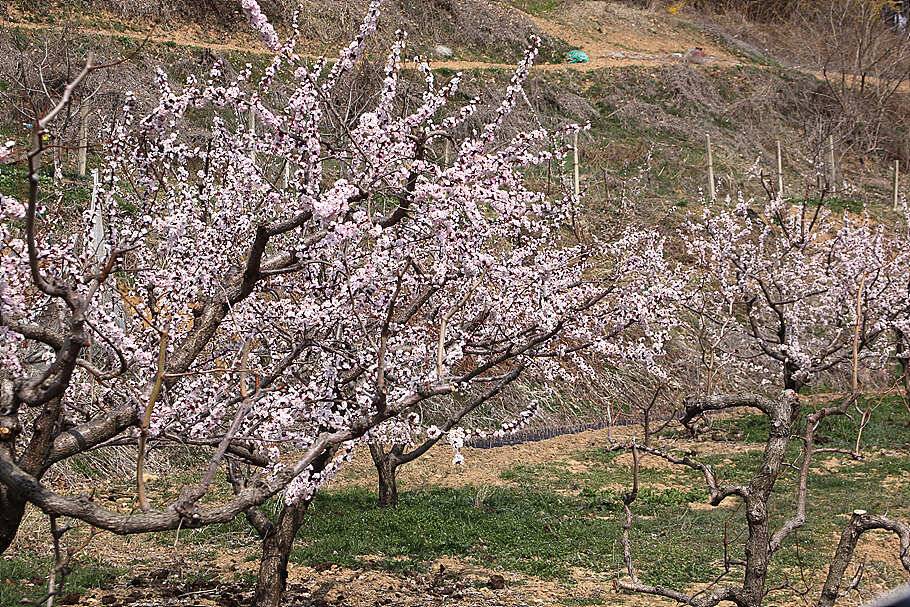산란기온화한 4월을 기다리며 (조황조행기 - 특파원조황)