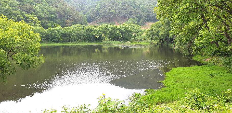 유월의 경산권 저수지 모습 (조황조행기 - 특파원조황)