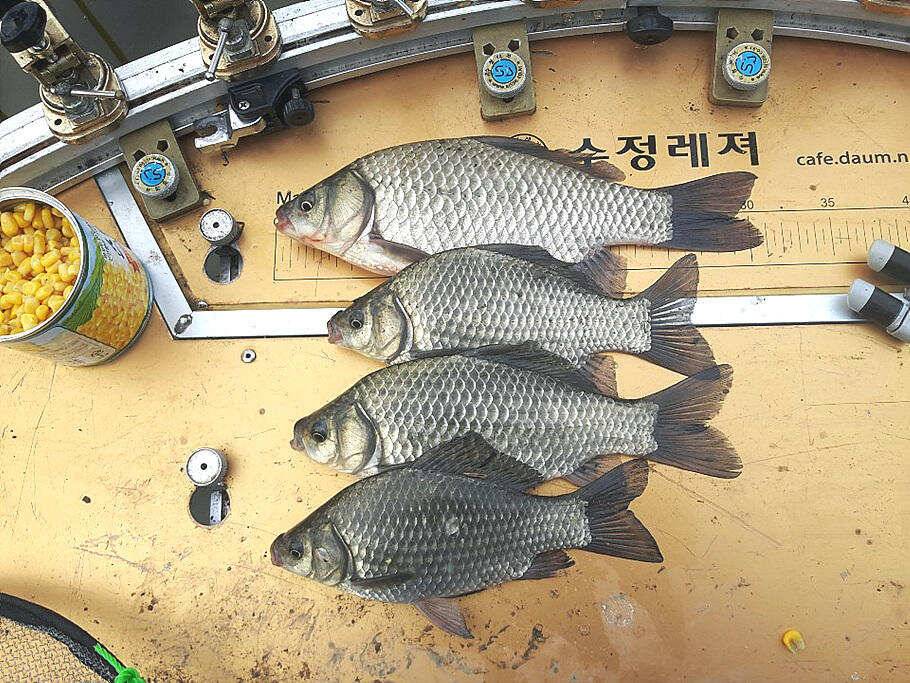 가는 가을을 아쉬워 하며 (조황조행기 - 특파원조황)