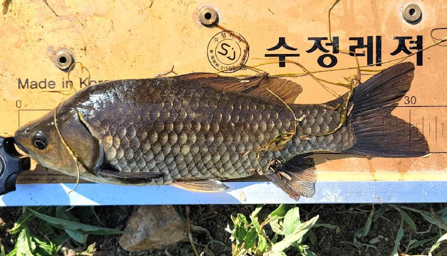 여름으로 가는 5월 마지막주 조황안내 (조황조행기 - 특파원조황)