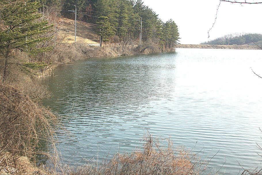 경칩봄붕어 소식이 코로나19를 날려 버리길 (조황조행기 - 특파원조황)