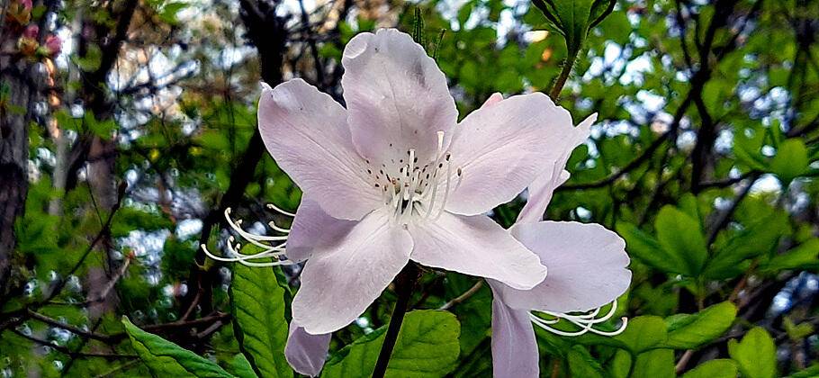 경산청도권 저수지 모습산란과 안정이 혼재한듯 (조황조행기 - 특파원조황)