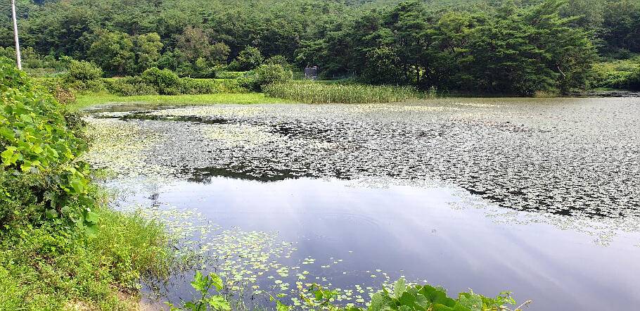 8월초폭염 경보속 저수지 상황 (조황조행기 - 특파원조황)